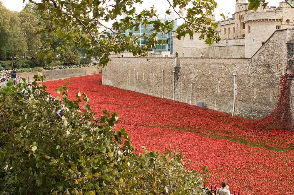 Poppys at the Tower